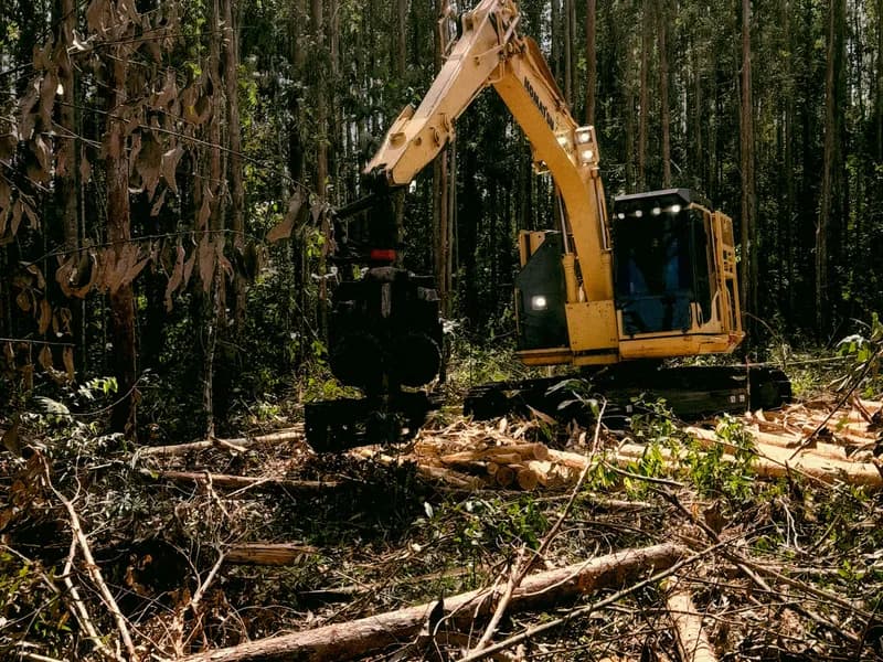 Land clearing project in Washington, DC